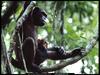 [National Geographic] Chimpanzee (침팬지)