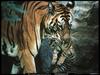 [National Geographic] Bengal Tiger (벵골호랑이)