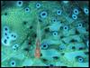[National Geographic] Translucent Goby (반투명한 망둑어)