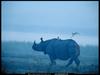 [National Geographic] Indian Rhinoceros (인도코뿔소)