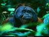 [National Geographic] Orangutan (오랑우탄)