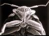 [National Geographic] Bedbug (침대 진드기류)