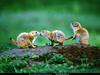[National Geographic] Prairie Dog (개쥐)