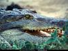 [National Geographic] Orinoco Crocodile (오리노코악어)