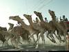 [National Geographic] Dromedary Camel race (낙타경주)