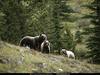 [National Geographic] Grizzly Bear (회색곰)