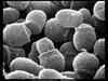 [National Geographic] Oil-loving Yeast (친지성 효모균)