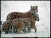 [National Geographic] Siberian Tiger family (시베리아호랑이 가족)