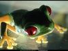 [National Geographic] Red-eyed Treefrog (붉은눈청개구리)
