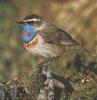 Bluethroat (Luscinia svecica)