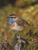 Bluethroat (Luscinia svecica)