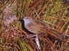 Eastern Bristlebird (Dasyornis brachypterus)