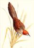 Rufous Bristlebird (Dasyornis broadbenti)