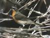 Yellow-breasted Chat (Icteria virens)