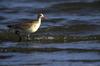 Bar-tailed Godwit (Limosa lapponica)