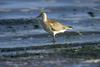 Bar-tailed Godwit (Limosa lapponica)