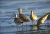 Bar-tailed Godwit (Limosa lapponica)