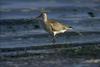 Bar-tailed Godwit (Limosa lapponica)