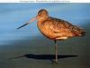 Marbled Godwit (Limosa fedoa)