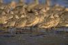 Marbled Godwit (Limosa fedoa)