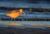 Marbled Godwit (Limosa fedoa)