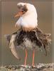 Ruff (Philomachus pugnax)