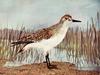 Sandpiper (Scolopacidae)