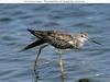 Sandpiper (Scolopacidae)