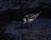 Sandpiper (Scolopacidae)