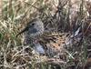 Western Sandpiper (Calidris mauri)