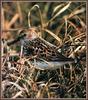 Western Sandpiper (Calidris mauri)