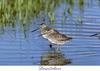 Dowitcher (Limnodromus sp.)