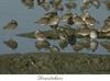 Dowitcher (Limnodromus sp.)