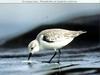 Sanderling (Calidris alba)