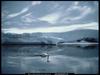 [National Geographic] Trumpeter Swan (나팔수큰고니)