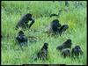 [National Geographic] Lowland Gorilla (저지고릴라 무리)