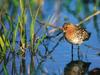 Spoonbill Sandpiper (Eurynorhynchus pygmeus)