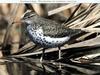 Spotted Sandpiper (Actitis macularia)