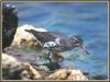 Spotted Sandpiper (Actitis macularia)