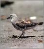 Surfbird (Aphriza virgata)