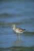 Greater Yellowlegs (Tringa melanoleuca)