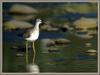 Lesser Yellowlegs (Tringa flavipes)