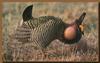 Greater Prairie-Chicken (Tympanuchus cupido)