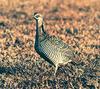 Attwater's Prairie-Chicken (Tympanuchus cupido attwateri)