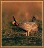 Lesser Prairie-Chicken (Tympanuchus pallidicinctus)