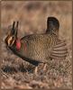 Lesser Prairie-Chicken (Tympanuchus pallidicinctus)