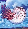 Ammonite (Ammonoidea)