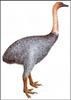 Elephant Bird (Aepyornis maximus)