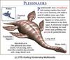 Plesiosaurus