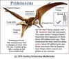 Pterodactylus